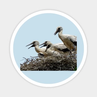 Storklings And Storklets Getting Ready To Leave The Nest Magnet